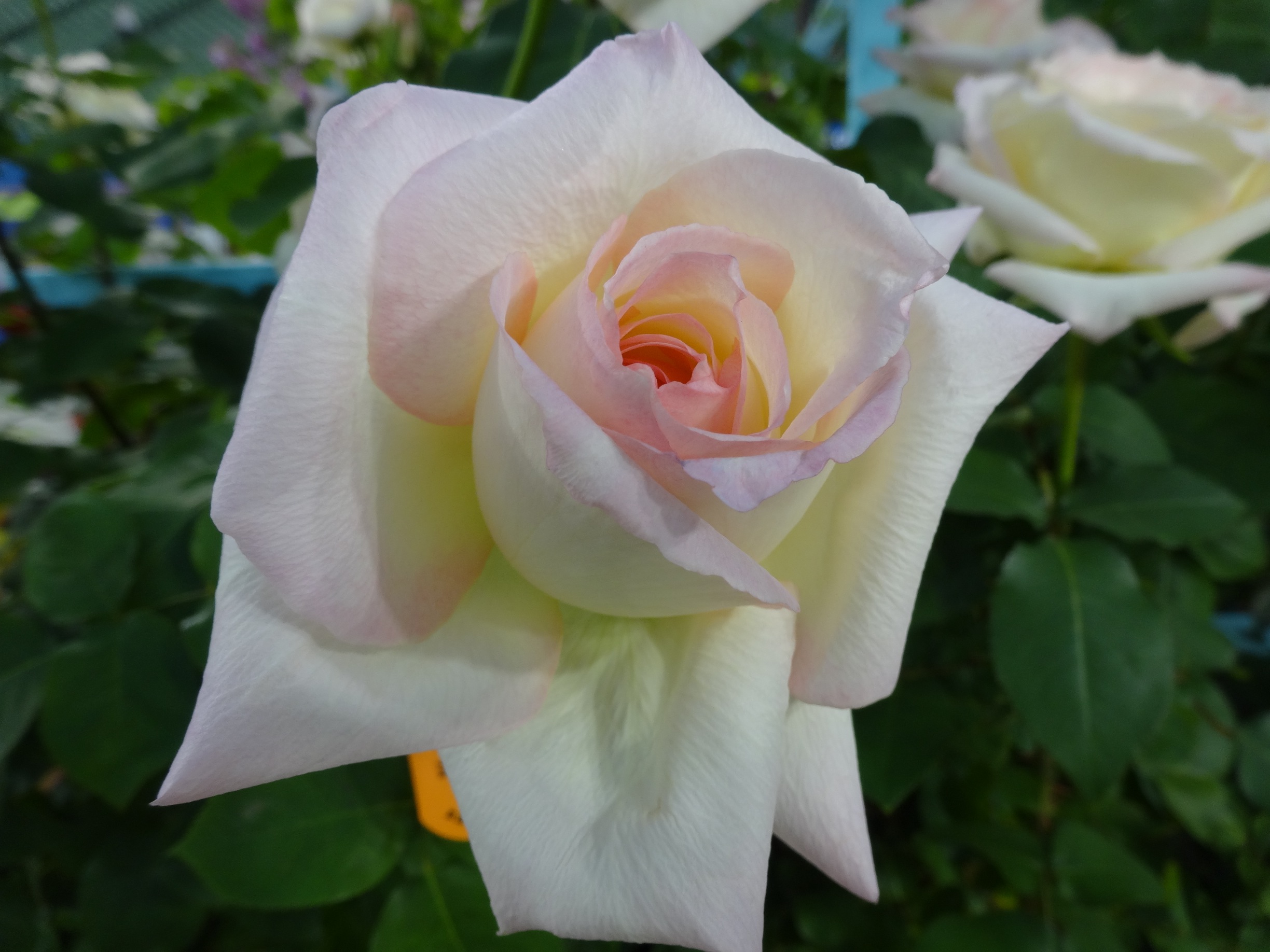 国際バラとガーデニングショウ6